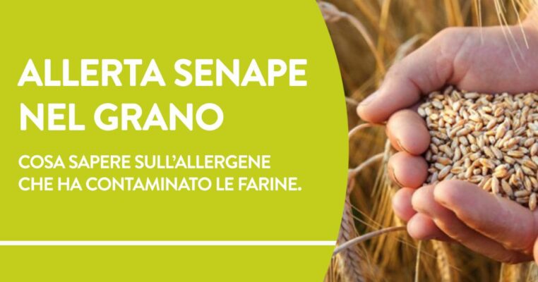 Allerta senape nel grano. Cosa sapere sull'allergene che ha contaminato le farine.